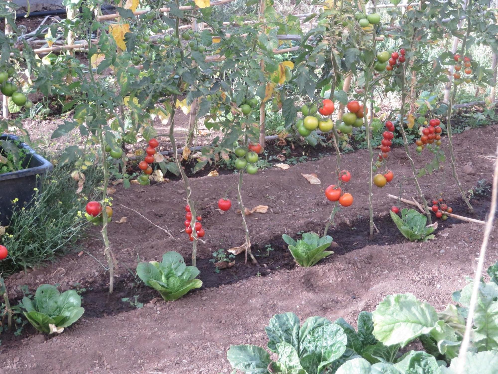 Finca Cortez Apartment 4, 