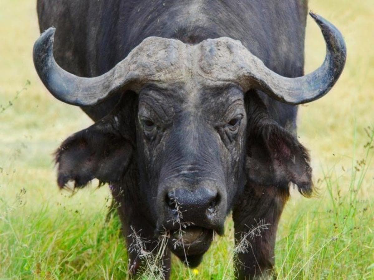 Kenya Classic, Serena Lodges - Private Tour