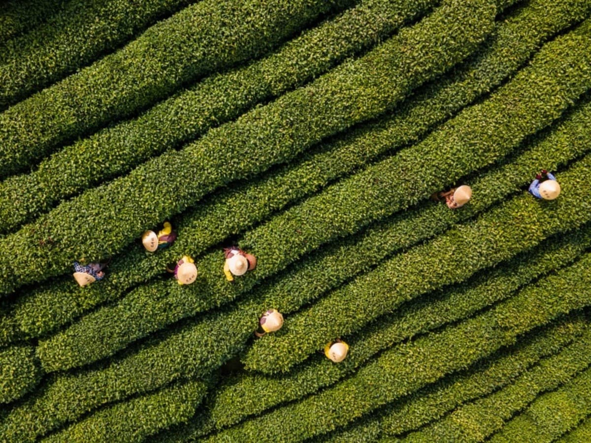 4 Days in Hangzhou: Tea Heritage, Private Tour