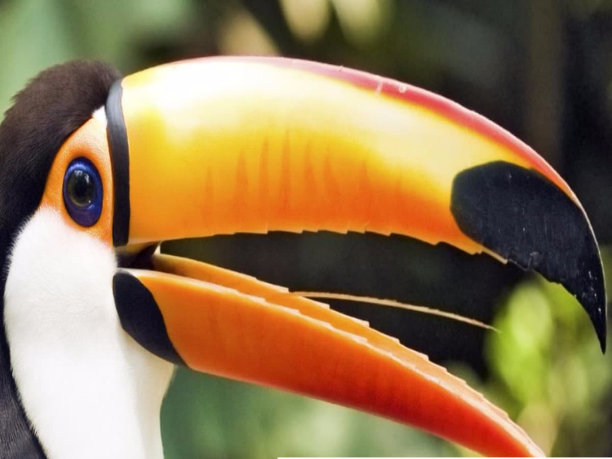 Schätze von Costa Rica, Selbstfahrer