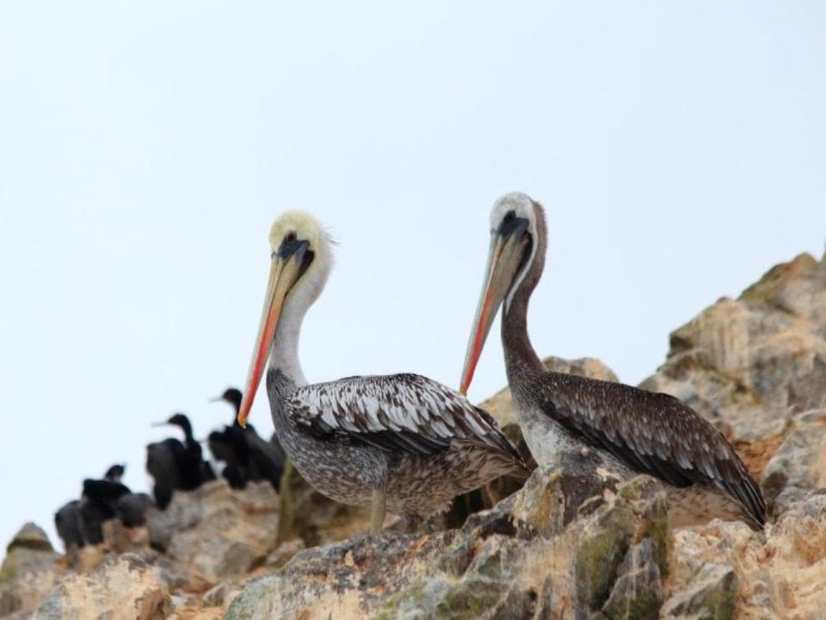 Trilogie andine, circuit privé