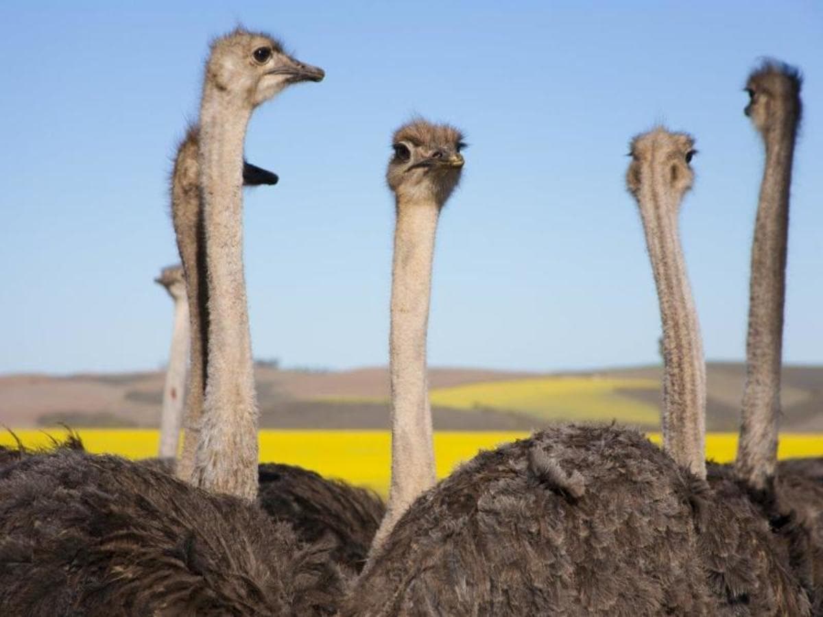 Cape Town and Garden Route