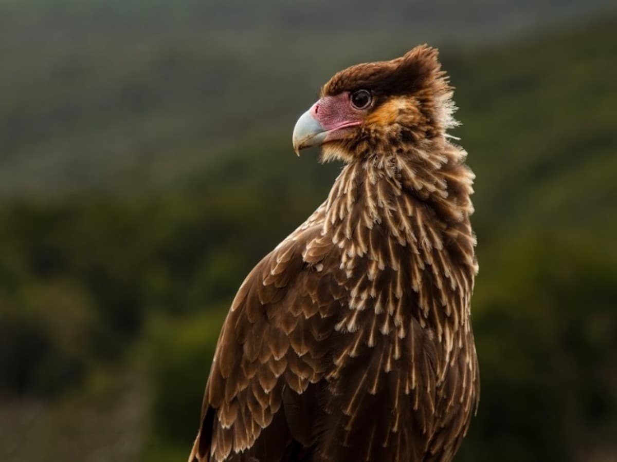 Ushuaïa classique en 4 jours : parc national de la Terre de Feu, guide francophone