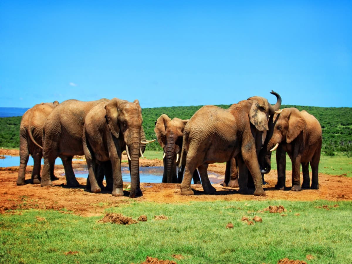 Kifaru Safari, Serena Lodges - Private Tour