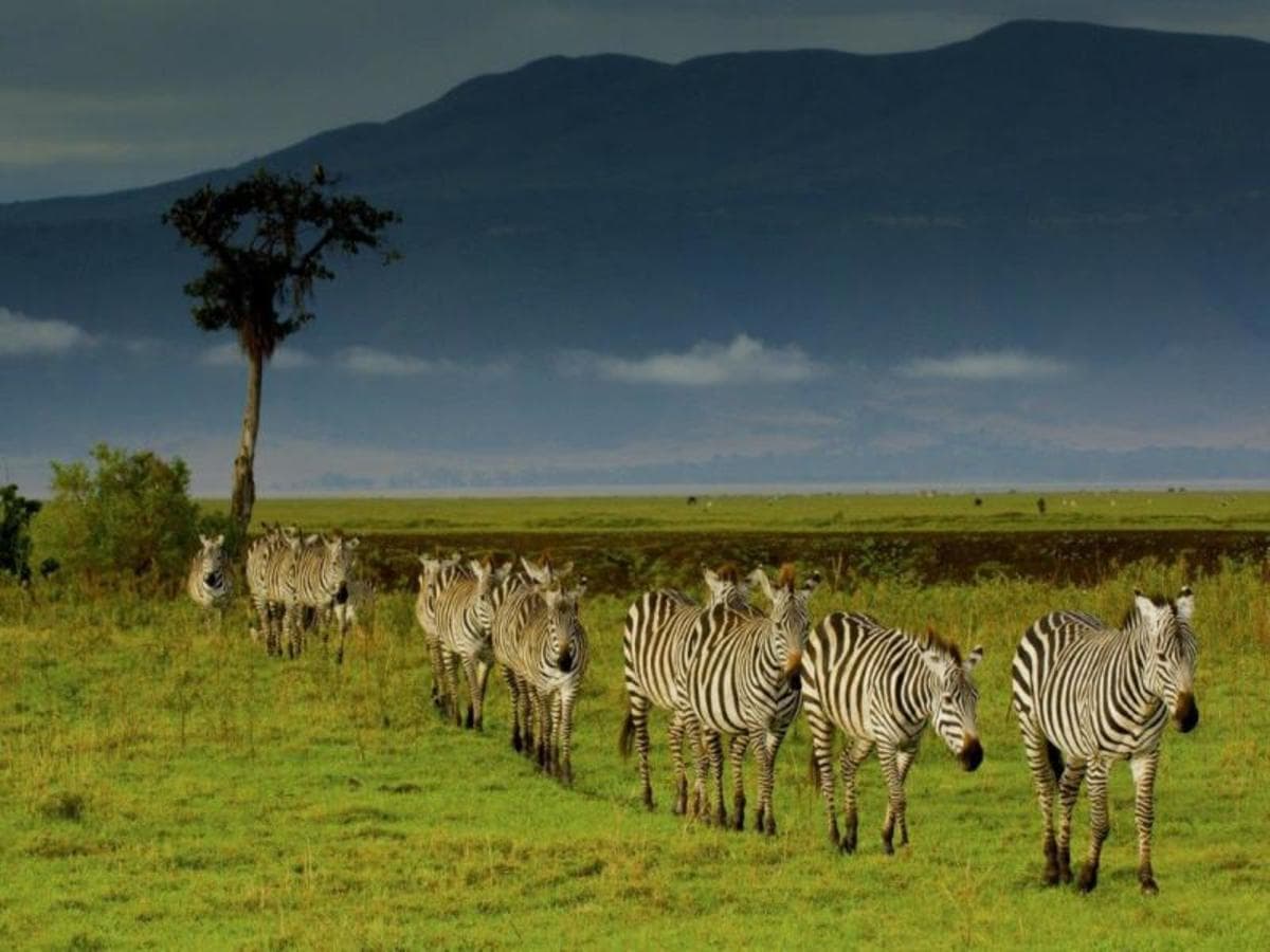 Simba Safari, Wellworth Lodges - Private Tour