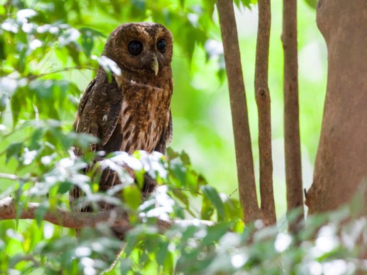 Mystic Waterfalls & Forests Of Costa Rica