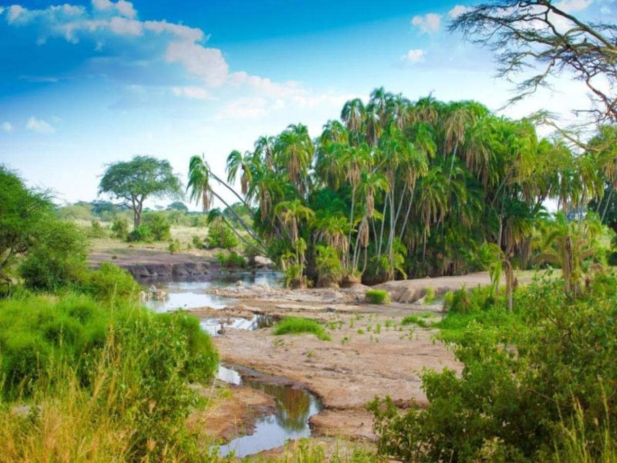 Simba Safari, Serena Lodges