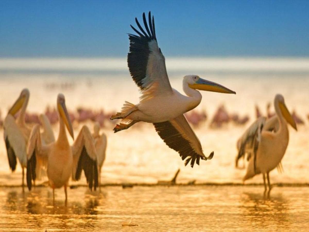 Attraverso la Rift Valley, Serena Lodges - Tour privato