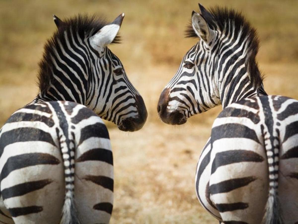 Kenya Clásica, Sopa Lodges