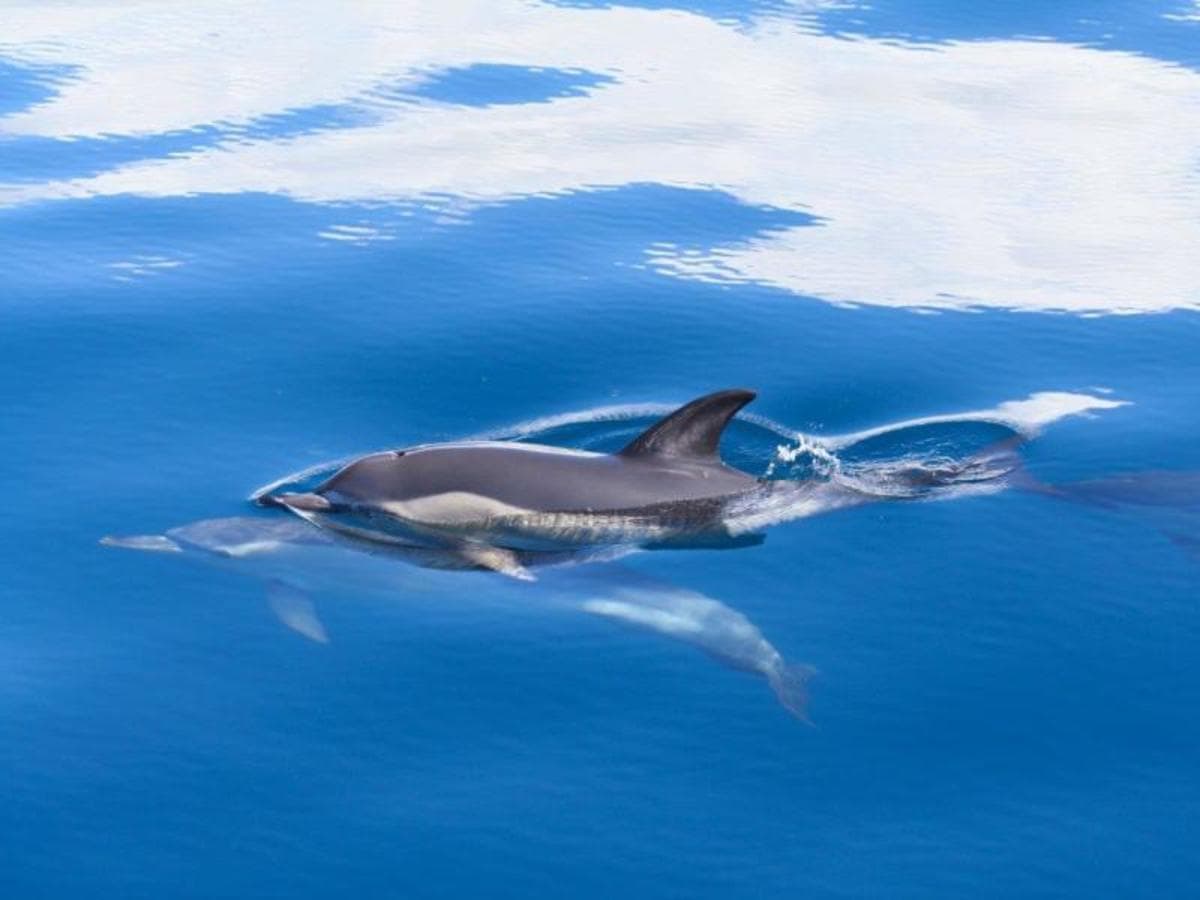 Kurzurlaub auf den Azoren, Insel Terceira, Selbstfahrer