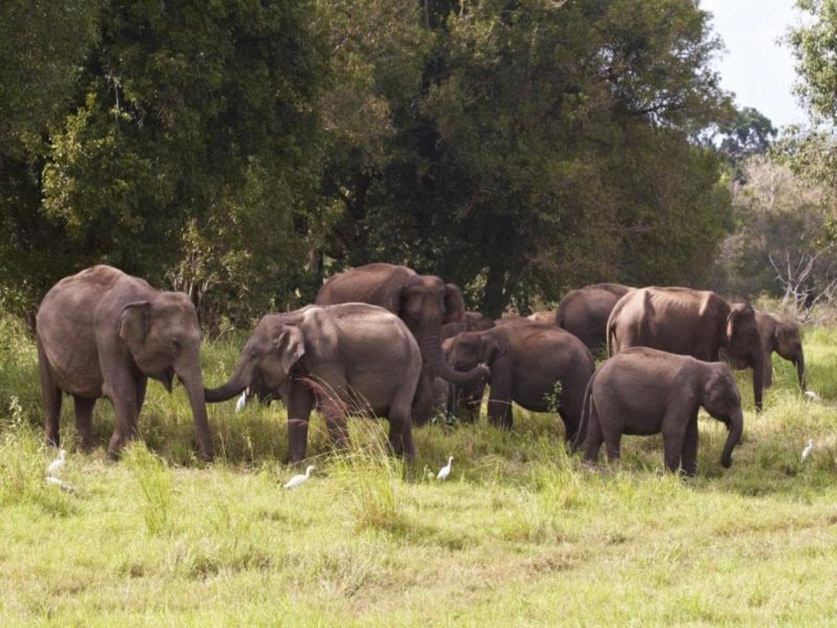 Best of Sri Lanka 7 Days, Private Tour