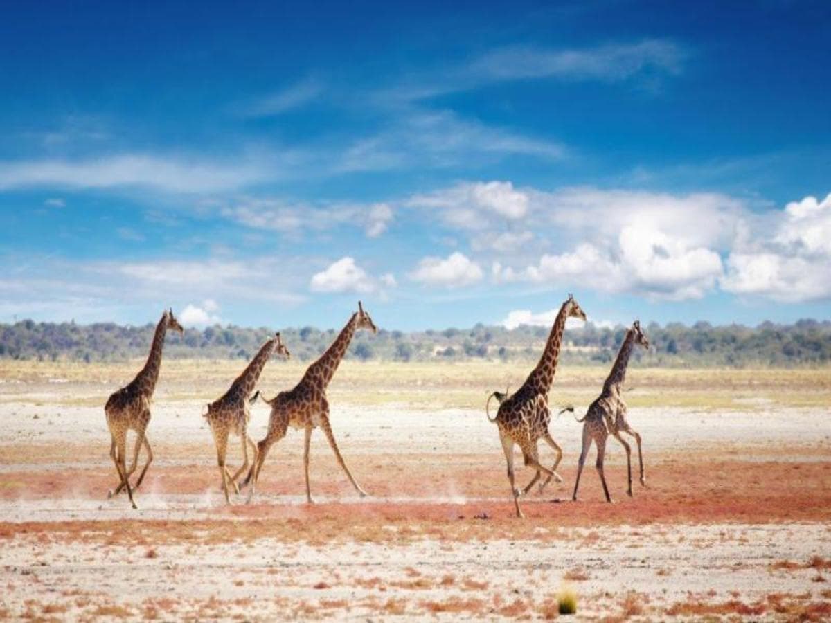 Etosha Safari Adventure, Autotour