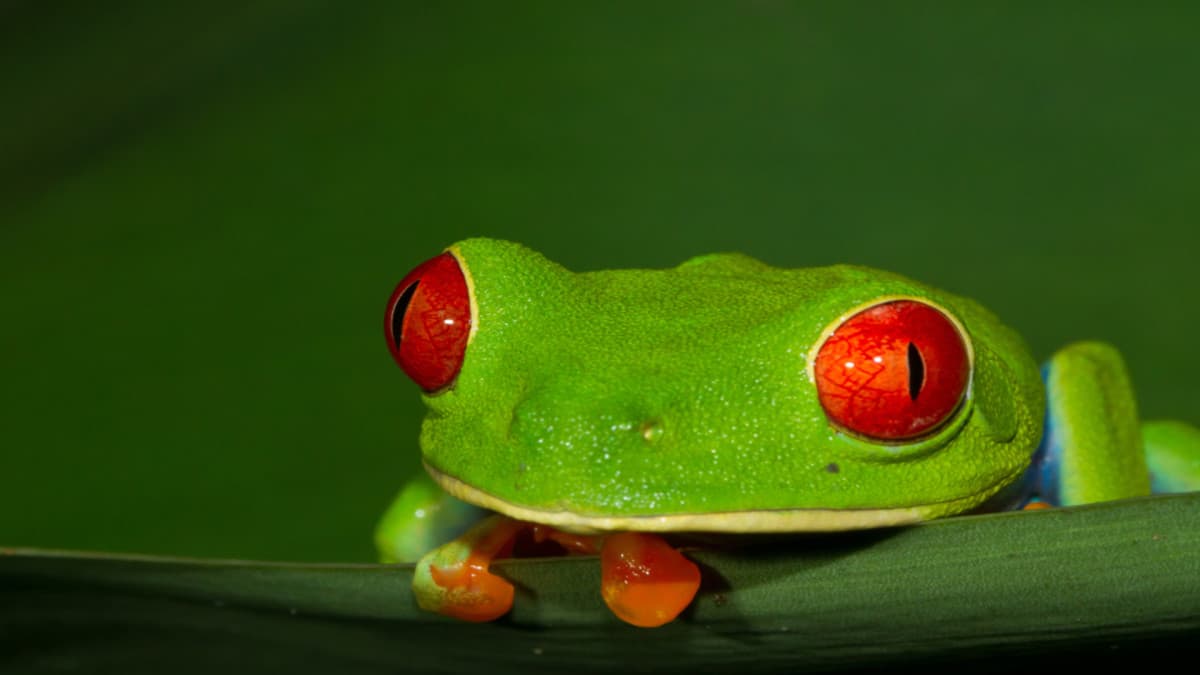 Corcovado Classic Experience, Short Break