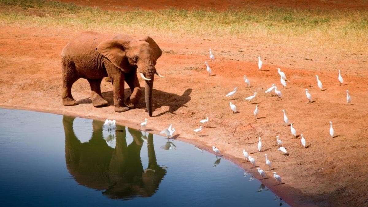 Kilimanjaro to Mombasa, Private Tour