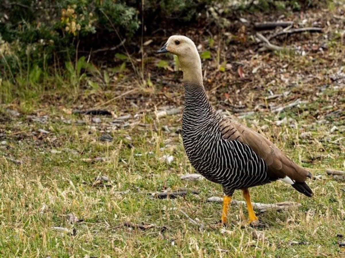 Ushuaïa classique en 4 jours : parc national de la Terre de Feu, guide francophone