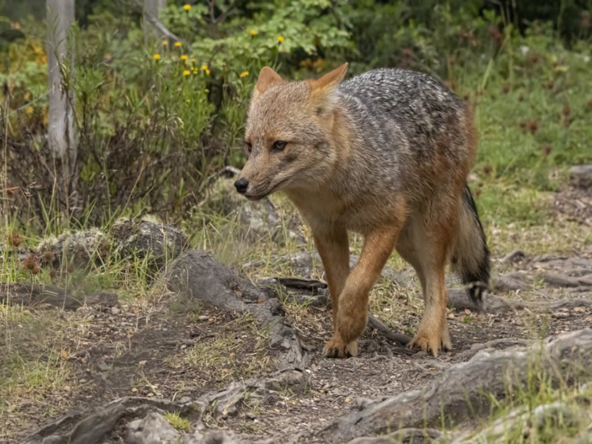 Ushuaïa classique en 4 jours : parc national de la Terre de Feu, guide francophone