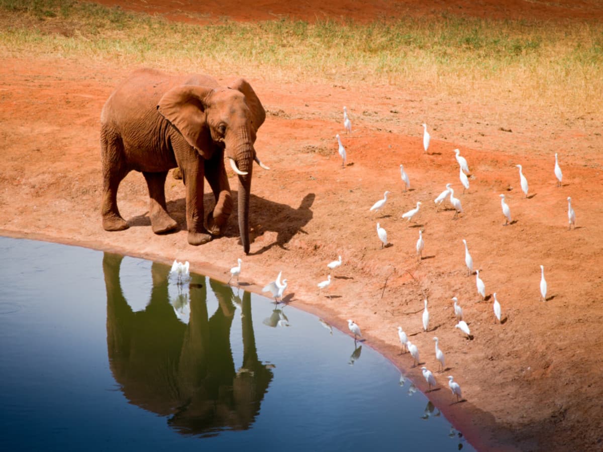 Safari panoramico in Kenya