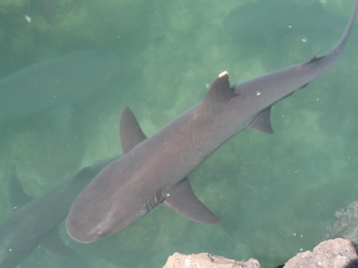 6 Días de Escapada a las Galápagos: Senderos Volcánicos y Encuentros con la Vida Silvestre