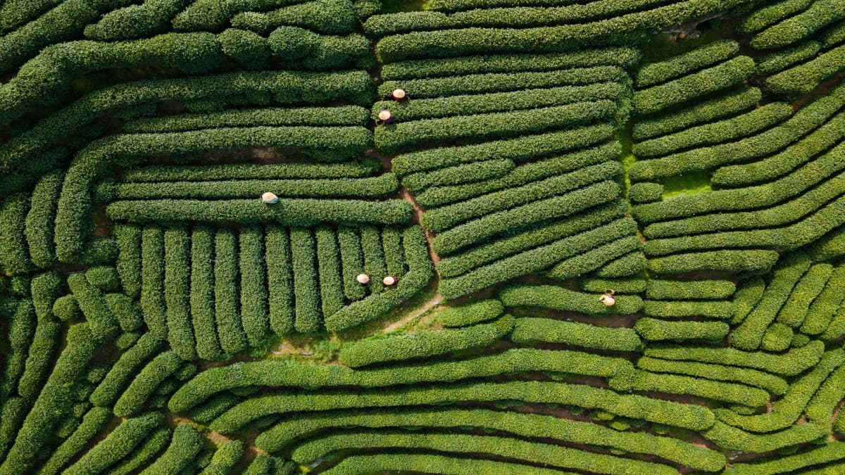 4 Days in Hangzhou: Tea Heritage, Private Tour