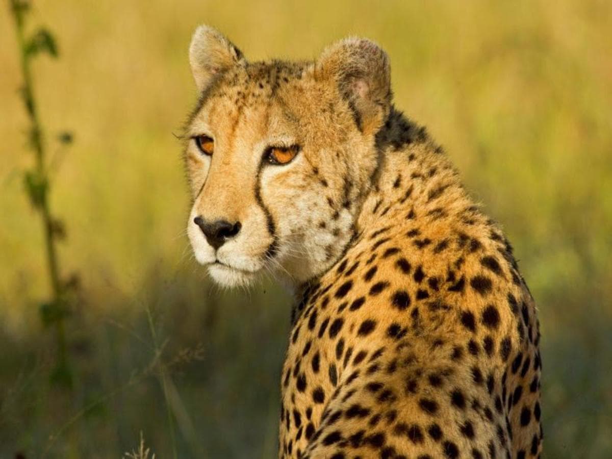 Kenya Classic, Sentrim Lodges - Private Tour