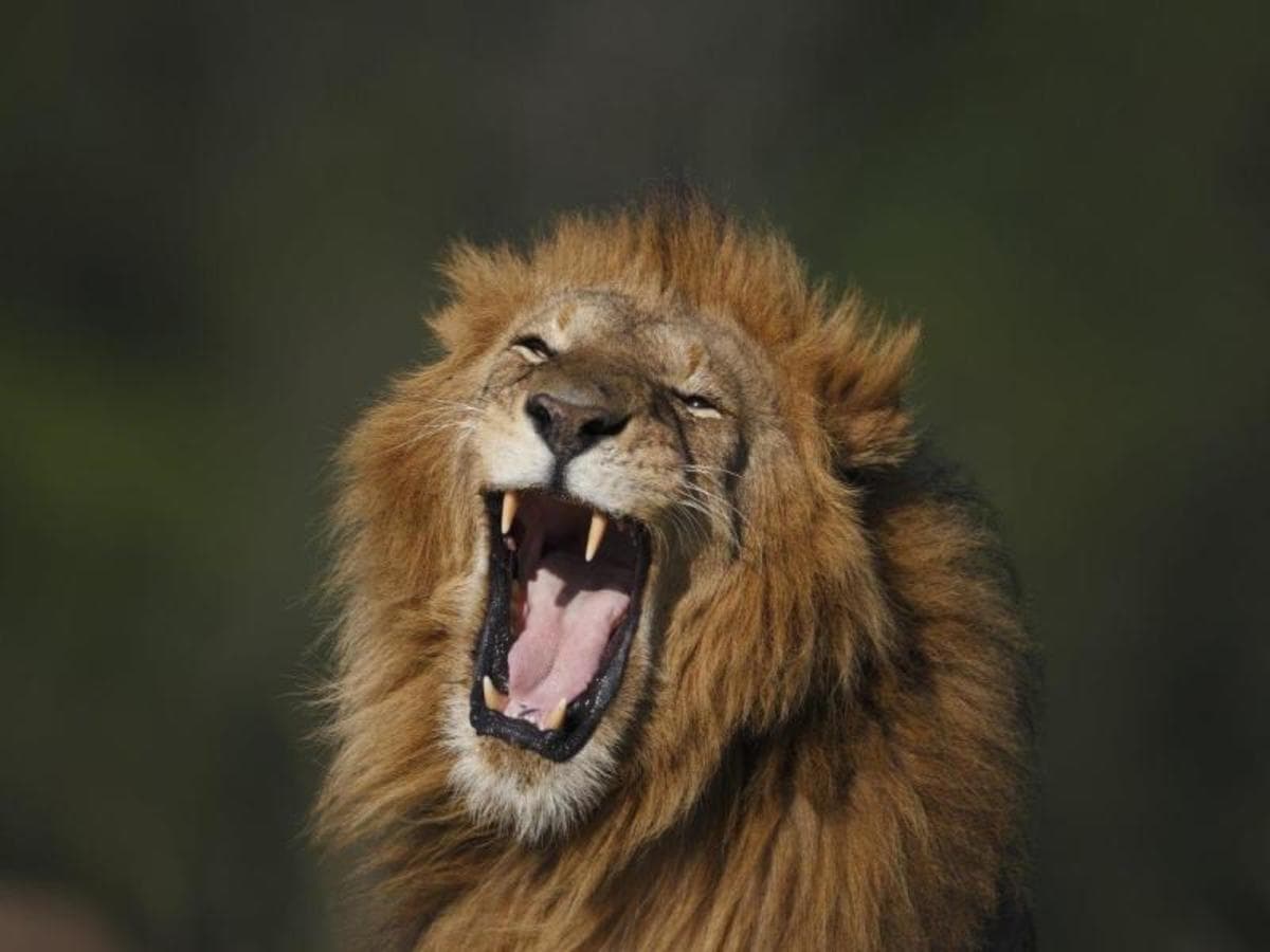 Ruta por el Valle del Rift, Zebra Plains