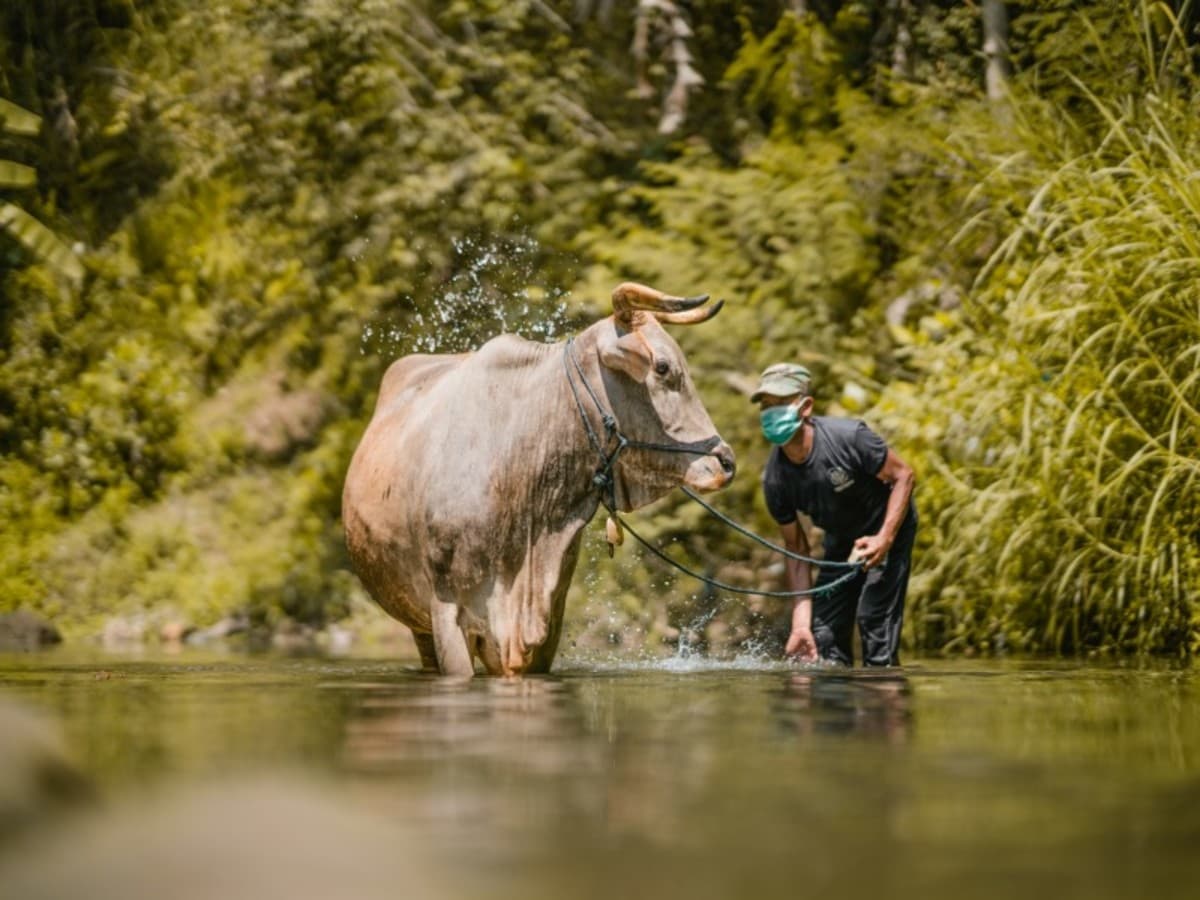 Tempio di Borobudur & Candirejo