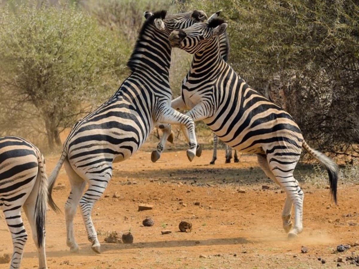 1 Night Safari Tsavo East