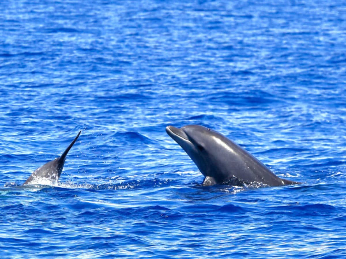 Gran Canaria Essenza del Sud