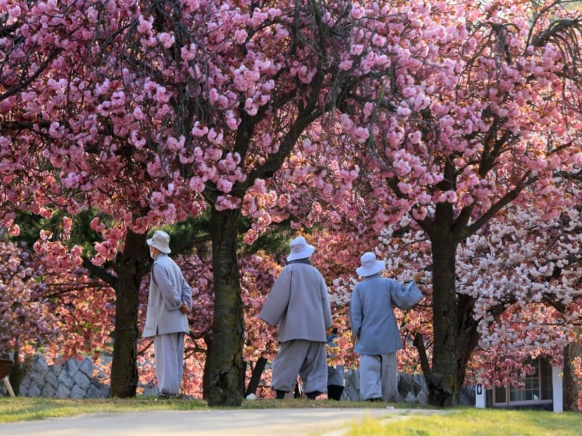 Circuit individuel : La Corée essentielle