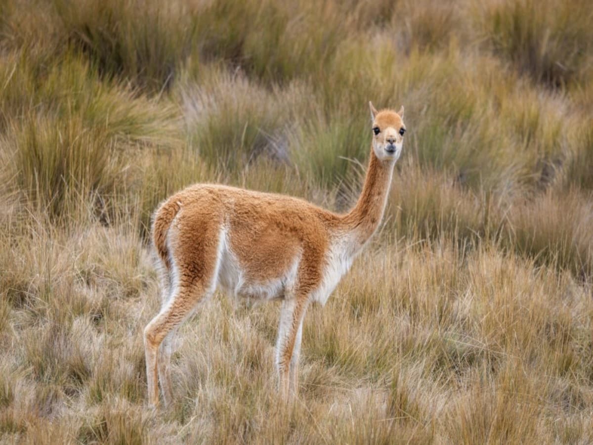 Yoga, Health & Wellness Trip