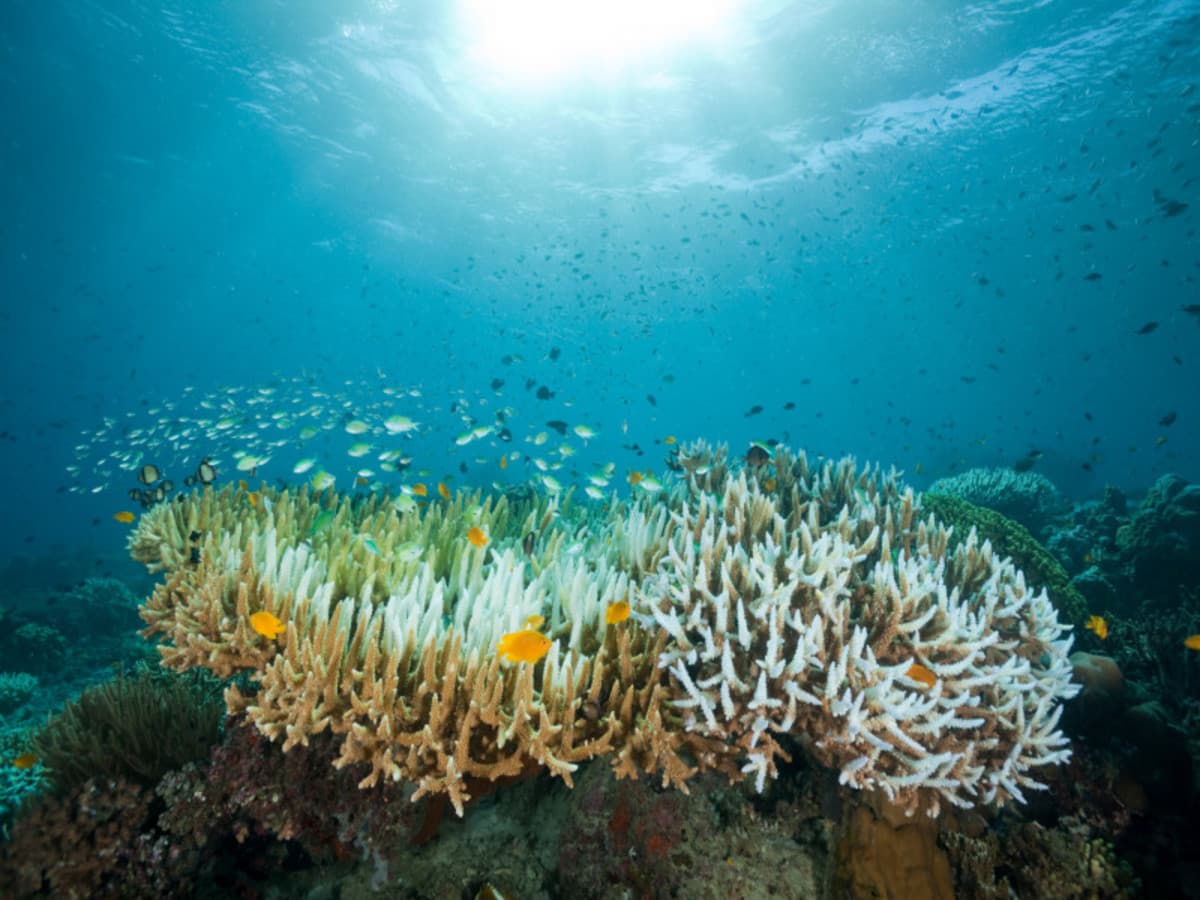 Komodo Seraya Package