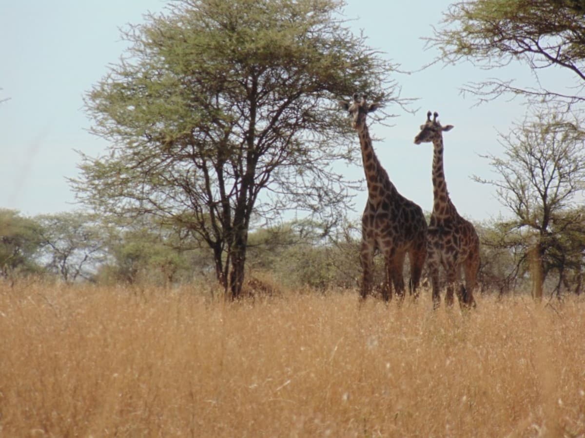 Combiné du Mara au Serengeti