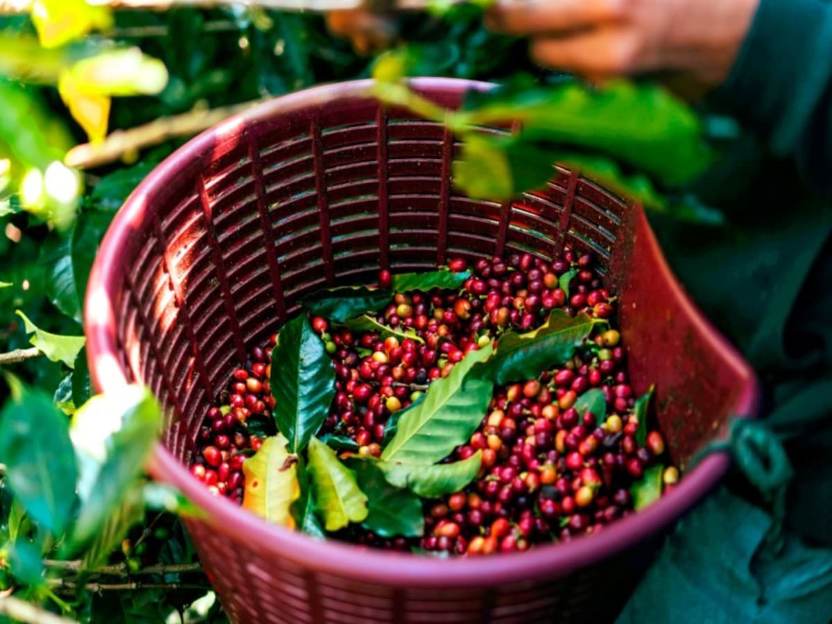 Pure Life Experience