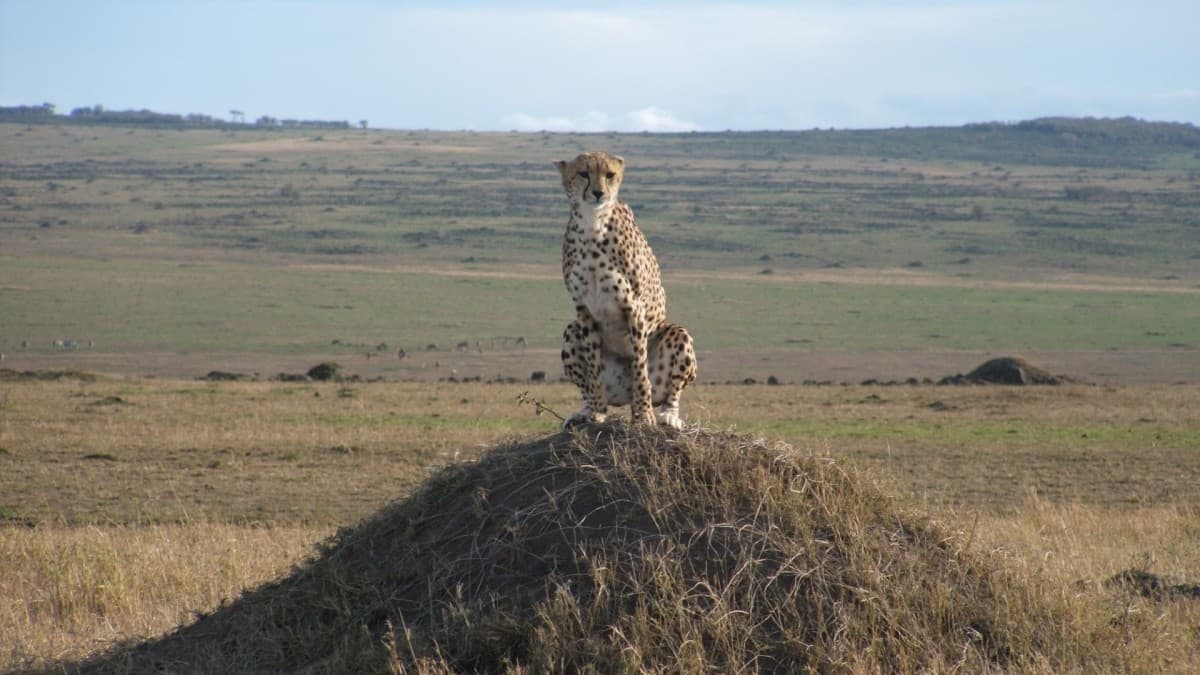 Combiné du Mara au Serengeti