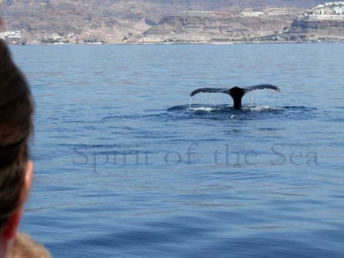 Gran Canaria Essenza del Sud