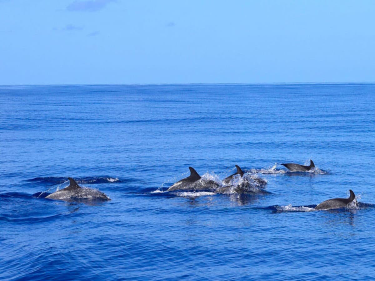 Gran Canaria Essenza del Sud