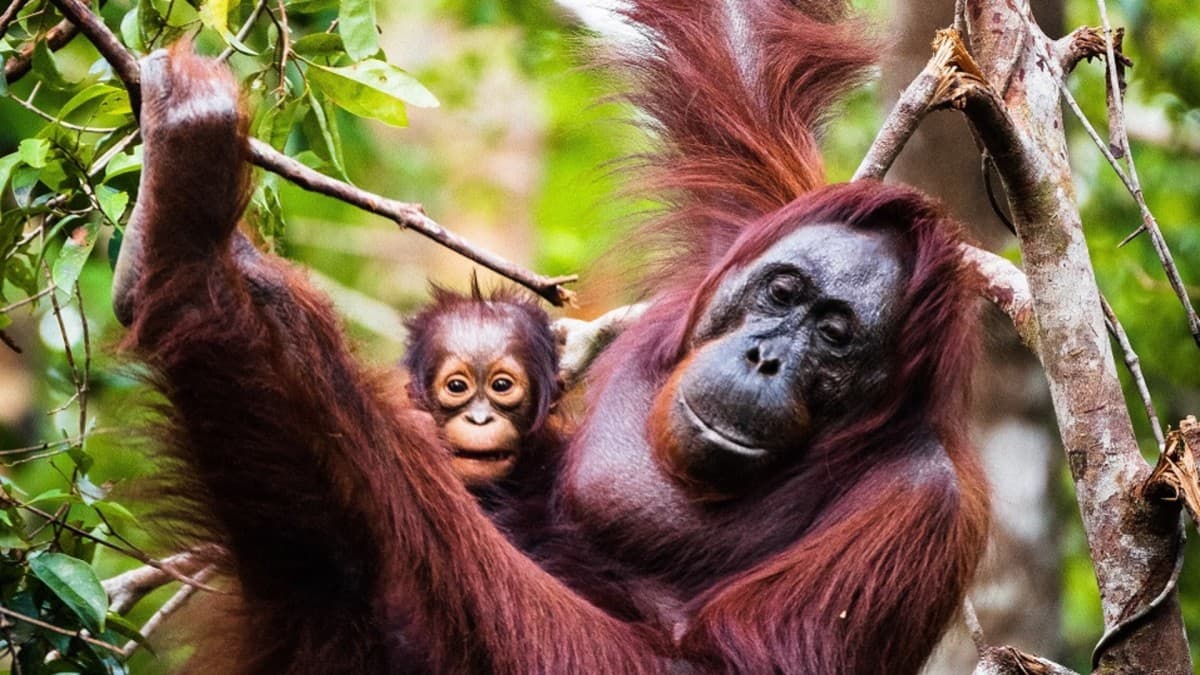 Orang Utan Adventure Tanjung Puting