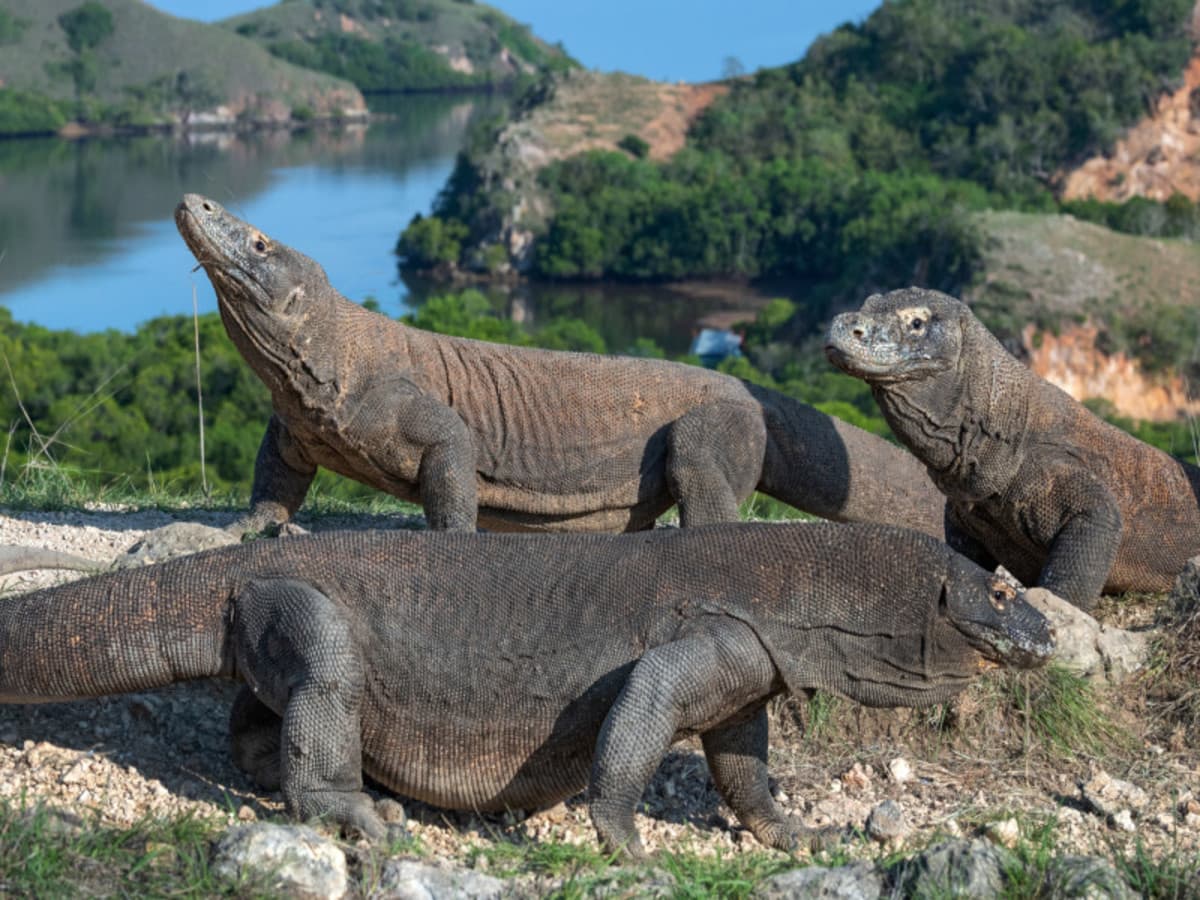 Komodo Seraya Package