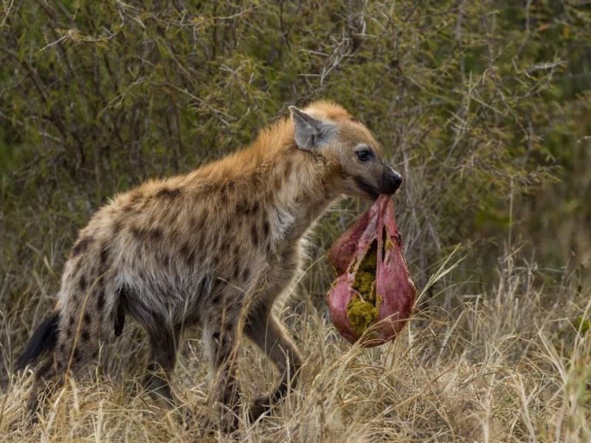 Southern Palms Beach Resort & 1 Night Safari