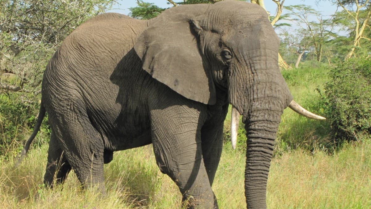 Sur Les pistes de Tanzanie, Ngorongoro