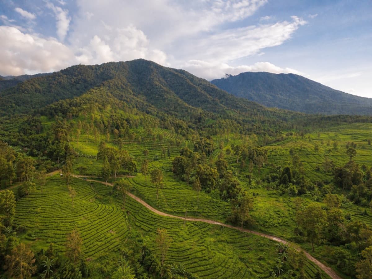 Giardini Botanici di Bogor