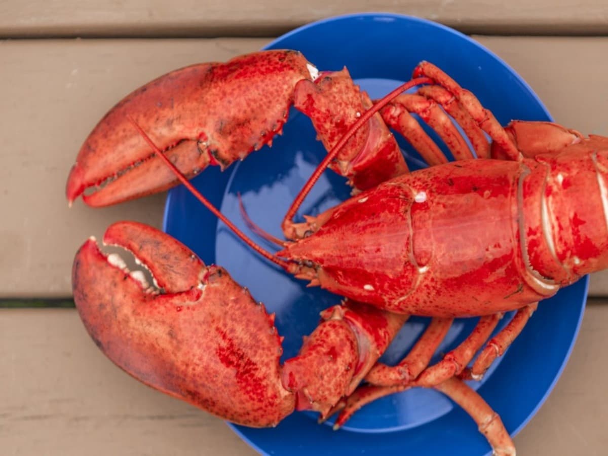 Le Québec Côté Mer avec location de voiture
