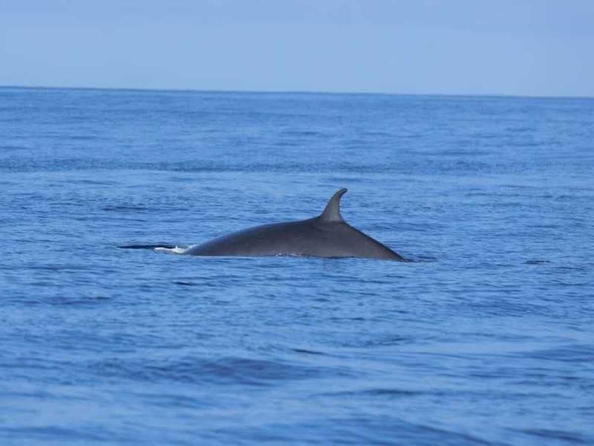 Gran Canaria Essenza del Sud