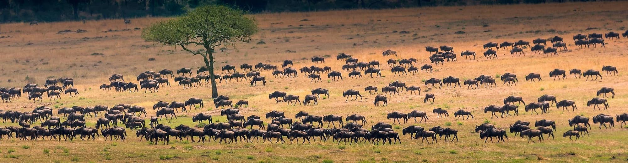 Serengeti (Tanzania), Τανζανία