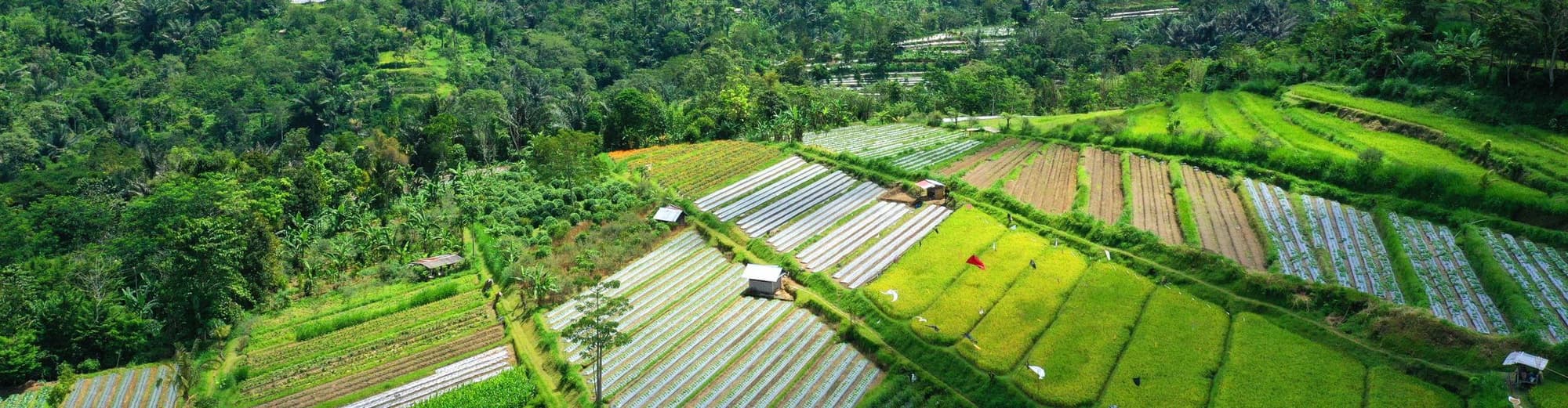 Pelaga (Province), Indonesien