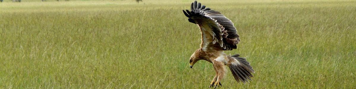 Seronera (Serengeti), Tanzania