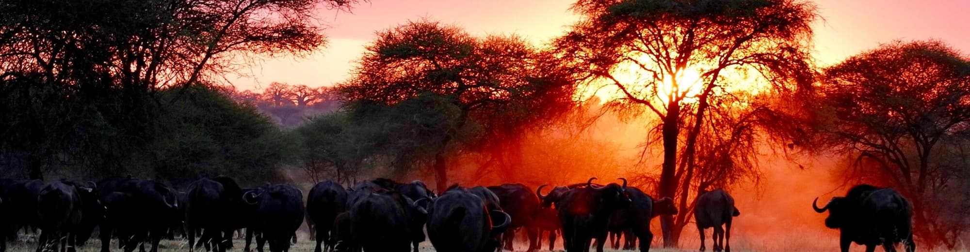 Arusha, Τανζανία