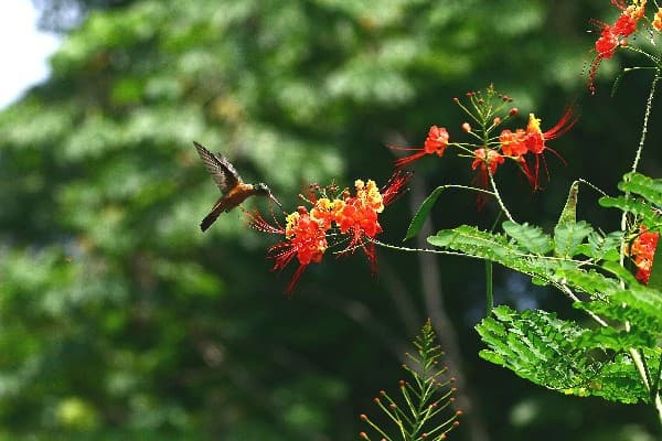 Rundreise "Pazifiktour"