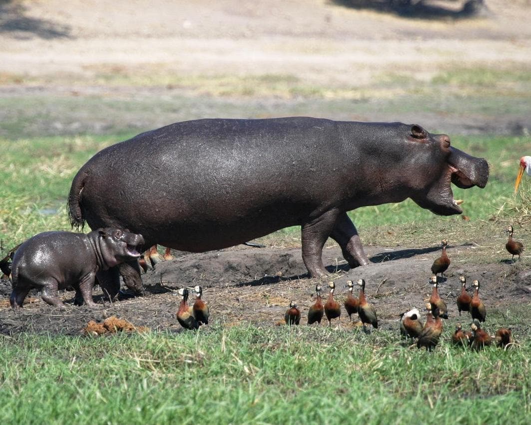 Safari  "Kruger Nationalpark" (3 Tage)