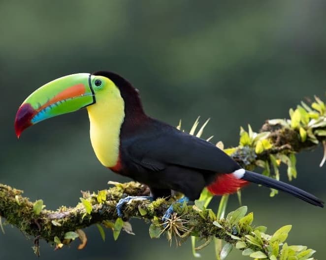 Luna de Miel en Familia en Costa Rica